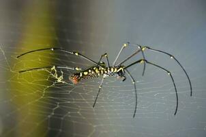 Spider Weaving Intricate Web in Close-up Macro Photography photo