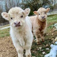 Portrait of two adorable calves photo