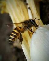 brillante de cerca de un amarillo miel abeja en el jardín vibrante abeja polinizando flores en un hermosa jardín. foto