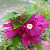 Delicate Pink Blossom Close-up in Nature Vibrant pink flower blooms with delicate petals and lush green leaves. photo