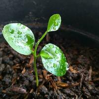 Fresh Green Sprout in Nature Thriving green sprout emerges from soil in organic garden, showcasing beauty in nature. photo