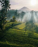 Tranquil Sunrise over Rural Landscape,Tranquil rural sunrise over foggy green field encapsulates serene beauty of nature. photo