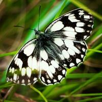 hermosa monarca mariposa descansando en un vistoso flor foto