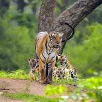 Wildlife in the Jungle Group of Big Cats Roaming in Nature Reserve Jungle wildlife lions, tigers, trees. Untamed beauty. photo