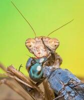 un lucha Entre un mantis y un libélula foto