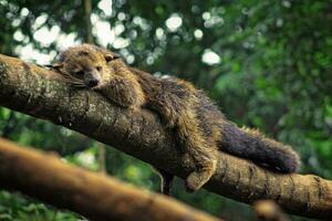 A raccoon perched, relaxing on a tree trunk photo