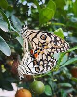 hermosa monarca mariposa alimentación en hoja en naturaleza intrincado mariposa ala en medio de lozano verde follaje. foto