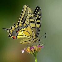 Colorful Butterfly Perching on Yellow Flower in Garden Vibrant butterfly perched on yellow flower, showcasing delicate beauty in nature. photo