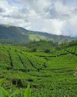 Tranquil Tea Plantation in Rural Countryside Tea plantations, lush fields, and serene countryside showcase nature's beauty. photo