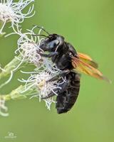 de cerca de un frágil miel abeja polinizando un flor en un verde antecedentes delicado flor con vibrante verde fondo, miel abeja en de cerca. foto