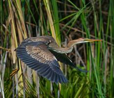 Majestic Heron Soaring Through Natural Habitat,Graceful heron in flight, surrounded by lush plants, showcasing nature's beauty. photo