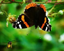 Monarch Butterfly on Flower Fragile Beauty of Wildlife Vibrant butterfly on a flower, showing nature's delicate beauty. photo