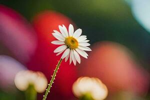 a single daisy is standing in front of a blurred background. AI-Generated photo