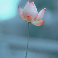 Delicate pink flower blooming in aquatic plant, showcasing beauty in nature. photo