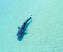 Underwater Wildlife Aerial View of a Swimming Creature in the Deep Blue Sea Aerial view of one swimming creature in deep blue underwater. photo