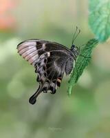 Close-up Beauty of Butterfly Wings in Nature Butterfly's intricate wings in nature, showcasing beauty and wildlife details. photo