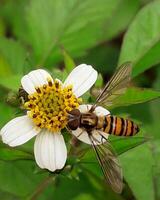 Close-up of a Beautiful Wildlife Creature on a Flower Blossom Animal wing perched on flower, showcasing beauty in nature and wildlife. photo