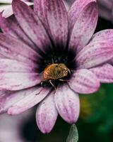 Close-up of Delicate Pink Flower Blossom with Wildlife Vibrant flower bloom showcases delicate beauty, with insect on petal. photo