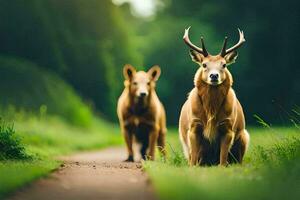 dos ciervo en pie en un camino en el bosque. generado por ai foto