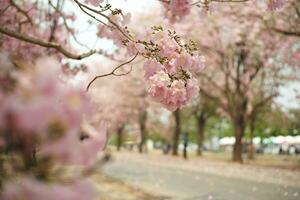 Selective focus on the bouquet of pink blossom flower with blurred rows of trees in background photo