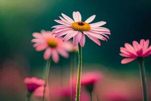 pink daisies in the field. AI-Generated photo