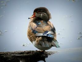 Wood Duck at Radnor Lake photo