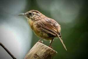 The Carolina Wren photo