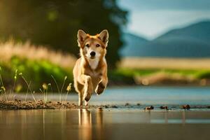 un perro corriendo a través de un campo cerca agua. generado por ai foto