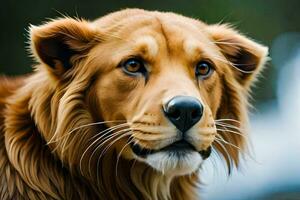 un cerca arriba de un leon rostro. generado por ai foto
