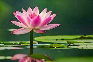 a pink lotus flower is seen in the water. AI-Generated photo