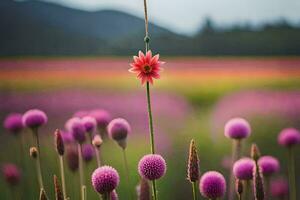 a single flower in a field of pink flowers. AI-Generated photo
