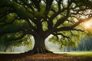 el Dom brilla mediante el hojas de un antiguo roble árbol. generado por ai foto