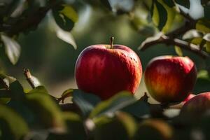 two apples are sitting on the branch of an apple tree. AI-Generated photo