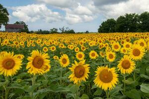 campo de brillante amarillo girasoles foto