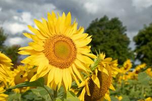 Bright yellow sunflower photo