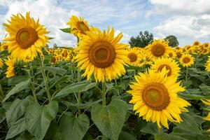 Field of sunflowers on a farm photo