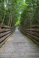 Boardwalk through thick mangroves photo