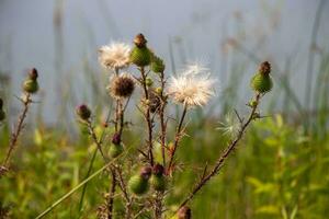 Thistle and grass closeup photo