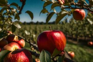 manzanas son maduro en un árbol en un huerta. generado por ai foto