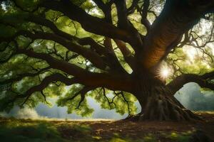 el Dom brilla mediante el ramas de un antiguo roble árbol. generado por ai foto