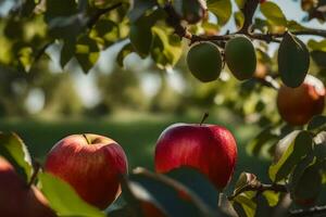 apples on a tree in the sun. AI-Generated photo