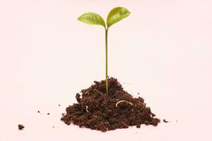 Small sprout seedling in a pile of soil isolated on a pink paper background close photo