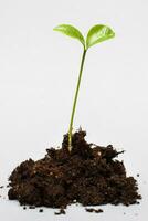 pequeño brote planta de semillero en un pila de suelo aislado en un gris papel antecedentes cerca foto