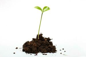 Small sprout seedling in a pile of soil isolated on a white background close photo