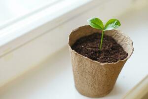 Small sprout seedling in a pile of soil in a peat pot standing on the windowsill photo