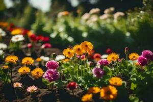 colorful flowers in a garden. AI-Generated photo