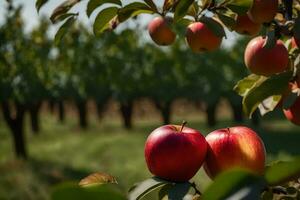 apples are growing on a tree in an orchard. AI-Generated photo