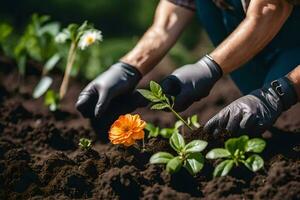 un hombre en guantes y negro guantes es plantando flores generado por ai foto
