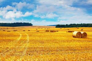 Beautiful landscape with hay straw bales after harvest in summer. Haystacks on field photo