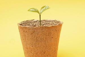 Small sprout seedling in a pile of soil in a peat pot isolated on a yellow paper background close photo